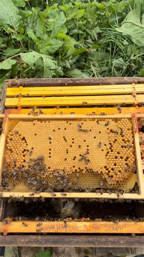 Capped worker brood ( flat one ) in the middle and capped drone brood ( dome shaped ) on the sides | Stanley’s bees
