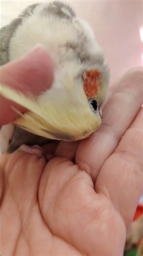 Adorable Cockatiel Candy being Super Cute while Having head scratches 🦜❤️💕#cockatielscraze #cutepets