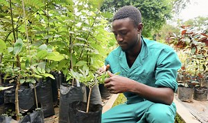 Monitoring Forest and Landscape Restoration