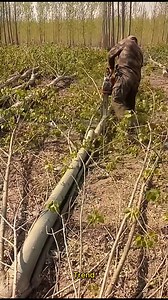 419K views · 1K reactions | Big tree cutting 望望 | Dondré T. Whitfield | Facebook