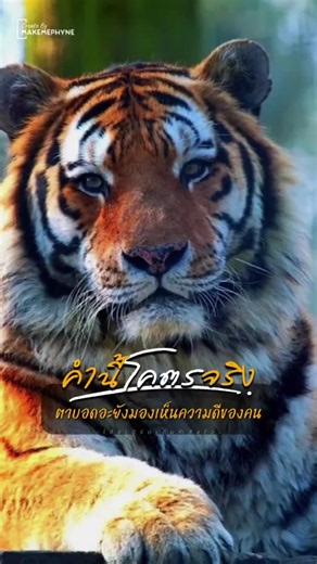 #เทรนด์วันนี้ #tiktok #คําคม #จิกๆ #กัดๆ