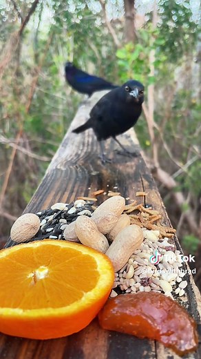 Relaxing Wild Birds Feeding in North America