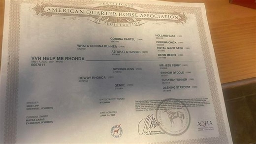 Race horse | Horses | KSL Classifieds