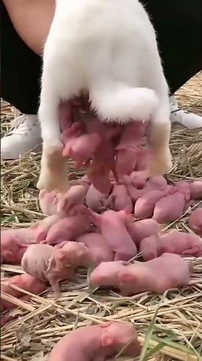 🐰 Cute Rabbit Giving Birth to Tiny Kits | Adorable Animal Moment🐇 New Life Arrives Baby Rabbits born