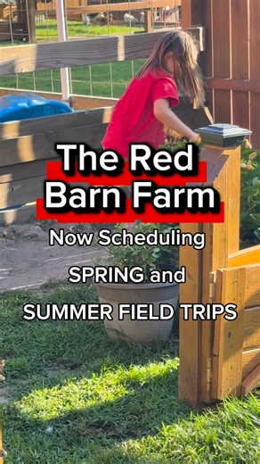 The Red Barn Farm is now scheduling all SPRING and SUMMER FIELD TRIPS! Children will follow 3 hands on educational rotations: 🎯Pollinators, 🎯Predator and Prey 🎯Mammals, Reptiles, and Birds Children will understand 🎯Animal and Insect life cycles 🎯Characters 🎯Habitats Field trips are HANDS-ON 🎯Hold the babies 🎯Hand feed the adults 🎯Brush the highland cows 🧺Bring your lunch! Eat under our 1500 sq ft shelter. 🛝Huge playground 🚌 Bus parking All fieldtrips are scheduled online at https://r