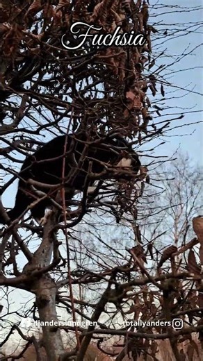 We Never Saw Our Cat Do This Before! 😲 Cat vs Tree 🌳🐱 #cute #shorts #love #fyp #viral #pets #cat