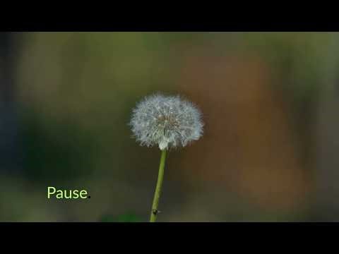 Event 11 From Scattered to Sovereign Pause:Arrival