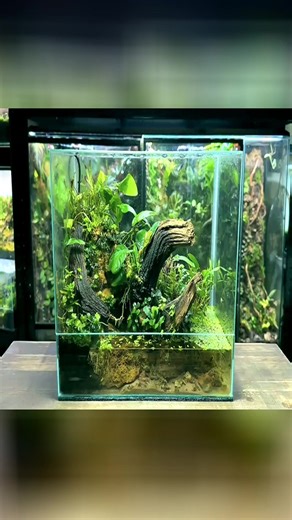 I Made a Paludarium With a Waterfall, Here’s How! PART 1 #terrarium #ecosystem #terrariumtok #diy #relaxing #satisfying #fyp