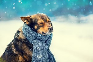 Cold Weather Could Be More Dangerous for Dogs Than You Think—What To Know