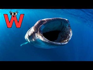 ABC Fish Song for Kids 🐟 | A to Z Ocean Animals | Learn Sea Creatures with Fun Rhymes