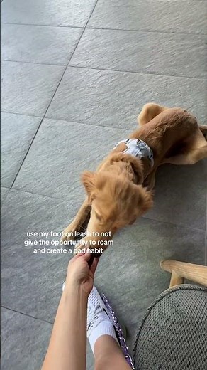 training 4 month old puppy how to settle