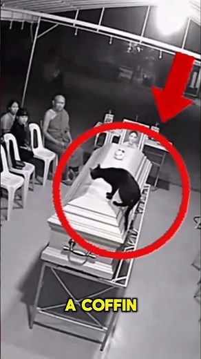 I CAN'T BELIEVE This Cat Did THIS At A Funeral! #horror #scary #creepy