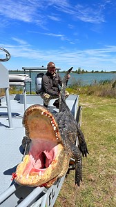 How to know if a gator hunt is for you… 👇 🐊 You want a non-traditional hunting experience! 🐊 You want adrenaline and excitement! 🐊 You’re planning a trip soon! 🐊 Your kids birthday is coming up! Just to name a few! There’s plenty more😉 Does this sound like you?? Shoot us a message. . #gcohunts #hunt #hunting #gator #alligator #gatorhunting #alligatorhunting #floridagators #huntflorida #floridalife #floridahunting #huntallday | God's Country Outfitters