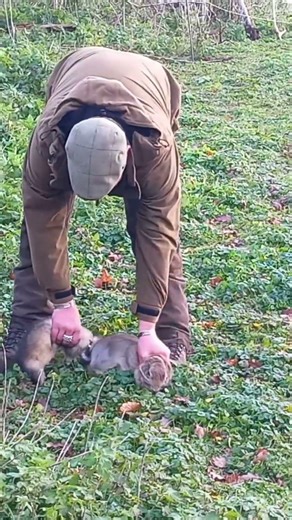 Ferret Caught A Rabbit #shorts #ferret #ferreting