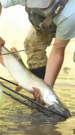 Love catching these musky. The power of these fish never gets old. #muskyfishing #catchandrelease #creekfishingadventures | Creek Fishing Adventures