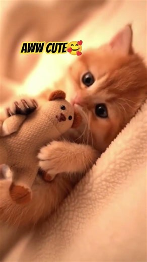 Adorable Orange Kitten Hugging His Plushy Toy 🧸🐱 | Cutest Moment Ever