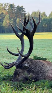 1.8K views · 3.9K reactions | Red stag hunting in Belarus  This...