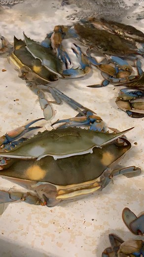 11K views · 250 reactions | Soft-shell crab shedding the shell! | Anna The Archer | Facebook