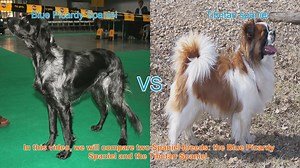 Blue Picardy Spaniel vs. Tibetan Spaniel: Breed Comparison