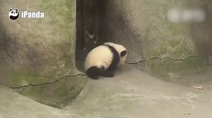 392K views · 751 shares | Video shows a giant panda taking a slide on a slope in Wolong Giant Panda Reserve in China's southwestern Sichuan Province. It seems like the baby panda was pushed forward by magic down the slope. Check out the adorable panda’s happy daily life in its playpen. | CGTN | Facebook
