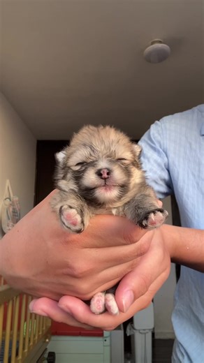 Pomerania de 2 semanas: ¿Cómo se ve?