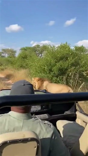 The lion king #wildlife #lion #lionking #animals #safari