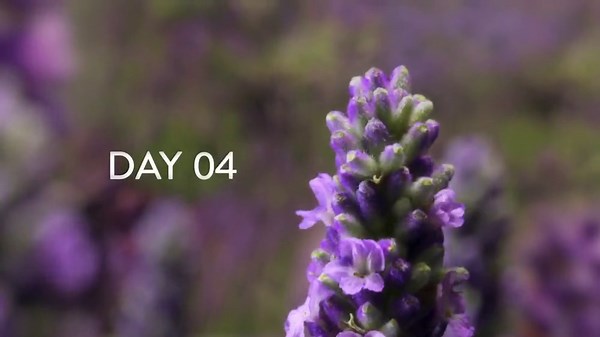 Air Wick Plug-In Scented Oil Air Freshener Warmer Refills, Bonfire and Crisp Fall Air, 2 Count