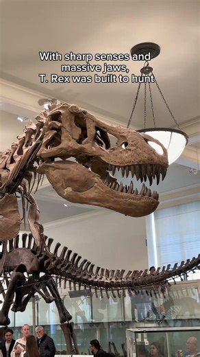 This tooth is one of those remnants—sharp, serrated, and unmistakably T. rex