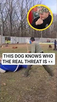 High-level protection training and the dog targets exactly who you’d expect… or not