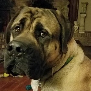 It ain't chewed.....just slobbered on. | Hogan's Adventures