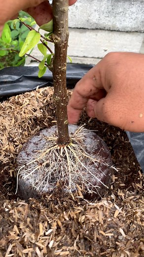 graft, harvest and plant directly using a base under the roots #bonsai #tutorial #fyppppppppppppppppppppppp #fblifestyle | Pax Dar