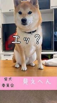 見えへん！【羨望】Shiba Inu Lovers 豆柴アオと柴犬委員会 mameshiba AO & shiba inu committee #Shorts