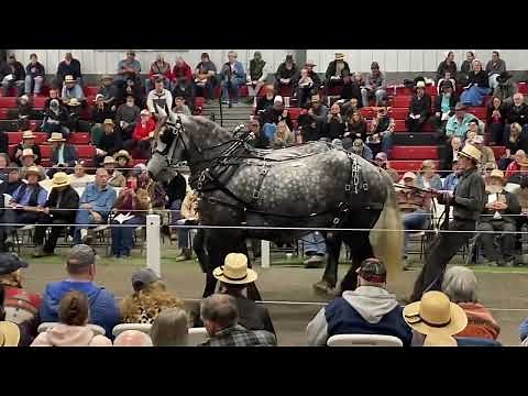Mid-Ohio Draft Horse Sale, Fall 22’