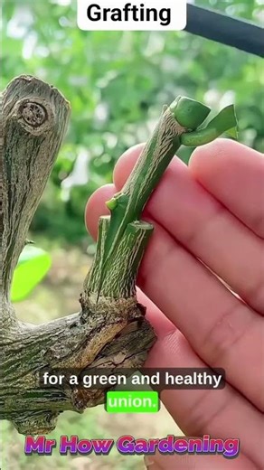 lemon grafting at home