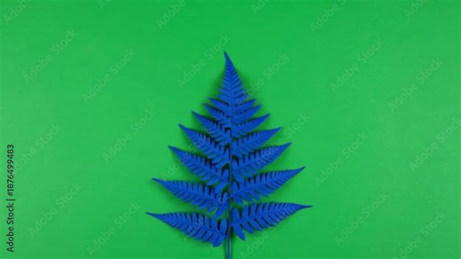 Green Screen Isolated Blue Fern Leaf Appearing on Chroma Key Background
