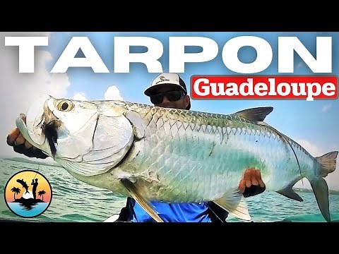 TARPON à la mouche GUADELOUPE PÊCHE EXOTIQUE