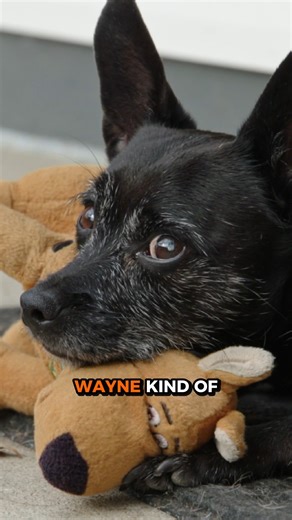 Cesar Millan | Wayne is a blind rescue dog whose unpredictable biting prevents his pet parents from starting a family. Helping him find trust and peace is... | Instagram