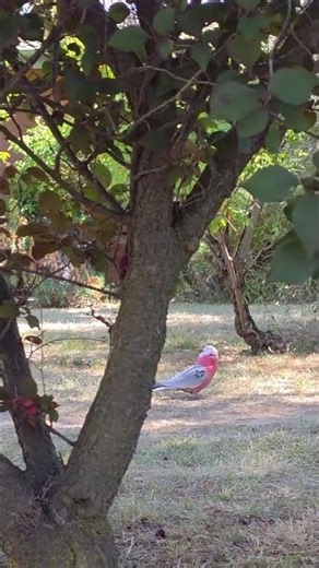 When the Galah Feels the Beat