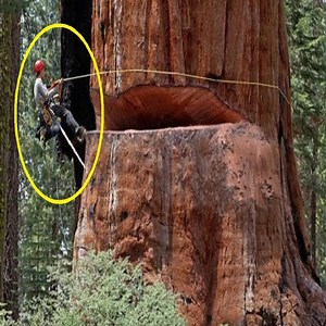 208K views · 873 reactions | Felling Large Trees - How To Cut A Big Tree | Nature Love | Facebook