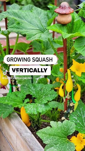 Growing Squash Vertically: Save Space and Explore Urban Gardening