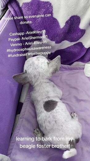 Little Greta was born with Hydrocephalus and stopped growing at the six-week mark and has been a steady 2.5lbs since. She will require medications for life and possibly surgery to place a stent to help drain the Cerebral Spinal Fluid that has built up inside her brain. This condition has many symptoms such as bulging eyes that are facing outward or down, stunted growth, large round head, and circling when walking. We are pursuing the best treatment, and this can cost upward of 5 thousand dollars