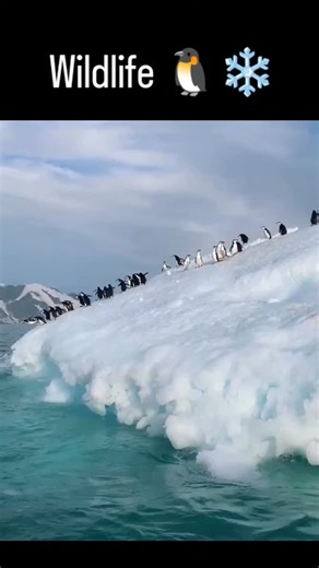 explain.io on Instagram: "This post features a 14-second video of Adélie penguins leaping synchronously from a 15-meter Antarctic ice cliff into turquoise waters, blending raw wildlife footage with an overlaid motivational quote "You just gotta keep living, man. L-I-V-I-N" for inspirational effect. Adélie penguins use these high-speed dives, reaching up to 40 km/h, to evade leopard seals and efficiently hunt krill; a 2020 study in the Journal of Experimental Biology highlights how such leaps min