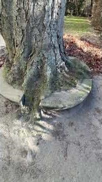 This is how root plates can develop #treeinspection #treecare #vta