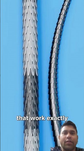 How Porcupine Quills Work Nature’s Ultimate Defense | Education Films