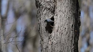 The white-breasted nuthatch (Sitta carolinensis), male at the nesting cavity