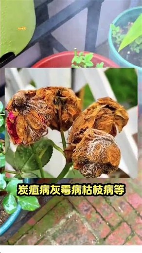 Mastering Rose Fungus Control: Essential Tips for Healthy Blooms