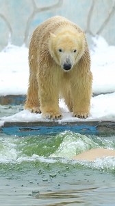 Polar Bear Snowfall Swimming #polar #bear #swimming #snowfall #cold #water #nature #wildlife HA60106 | HAWI Studios