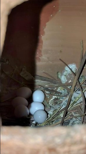 The Wild Science of Java Finch Breeding