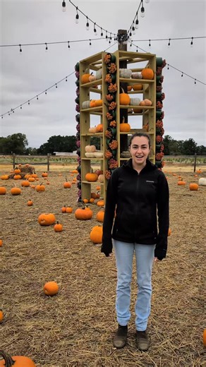 🎃 Come see us today! Pick a pumpkin to carve for Halloween. #halloween #pumpkins #pumpkinseason | Rutland Farms