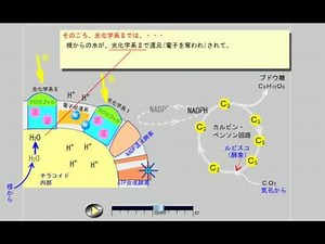 高校生物、光合成